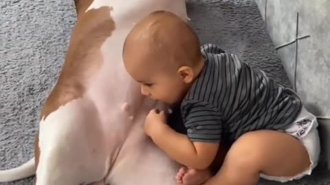 Pitbull and Babies love | Funny baby