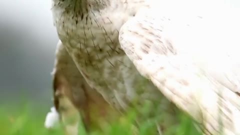 Rare White Siberian Hawk