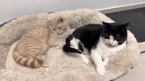 Cat Scolds Kitten For Playing With His Tail