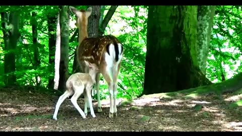 Fallow Deer