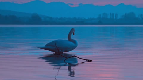 swan bird in the evening twilight