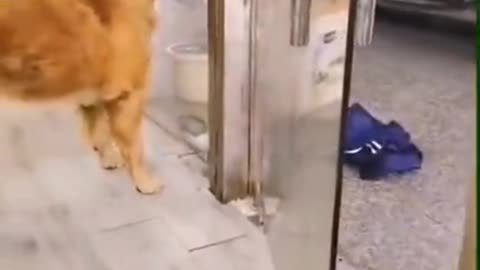 Dog funny fighting