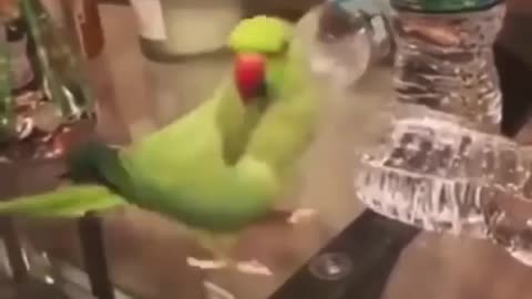 Funny Animal Video: Parrot