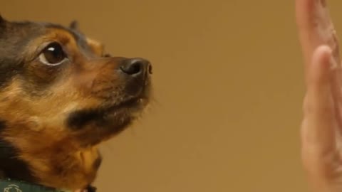 Dogs Training Video | Pets Training Videos