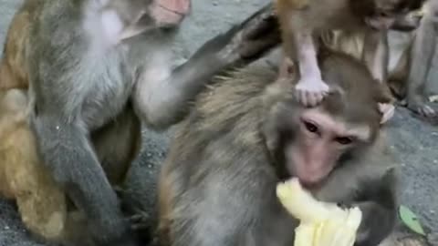 Cute Monkey China & Funny Love monkey_ Animals Love (370)