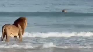 Lion on beach