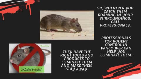 Get The Best Rodent Control Service In Vancouver: Call Us!