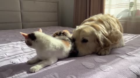 Mom Cat Shows Baby Kittens that Golden Retriever is Safe for Them