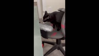 Adopting a Cat from a Shelter Vlog - Cute Precious Piper Tries Her Paw at Decorating