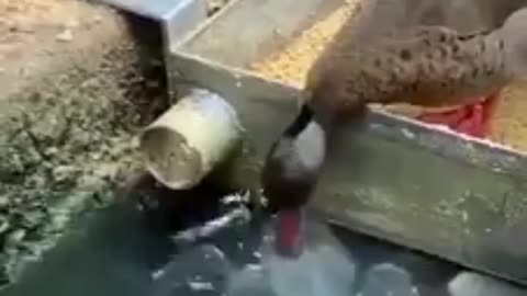 friendship between duck and fish