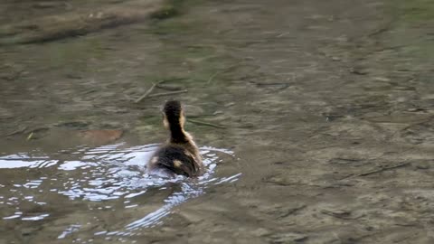 Baby duck swimming