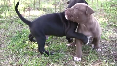 Cute Pit Bull Puppies