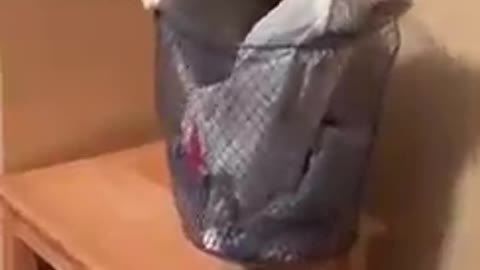 Cat Loses Balance and Falls From Side Table While Trying to Get Inside Trashcan