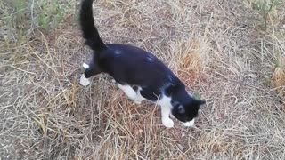 Felin walking cat