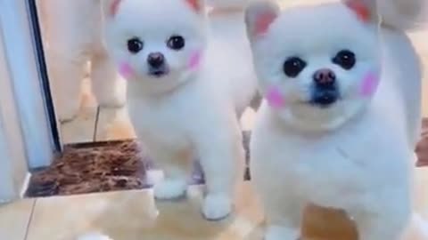 The cutest dogs very cute