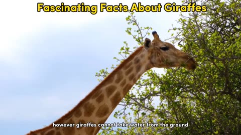 Fascinating Facts About Giraffes