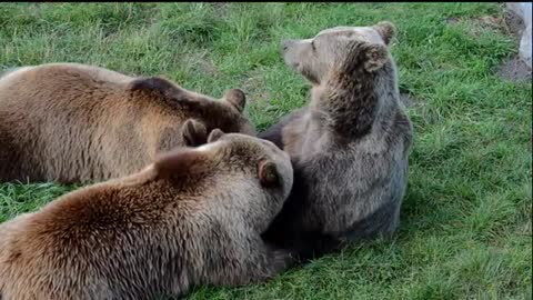 European Brown Bear beautiful video