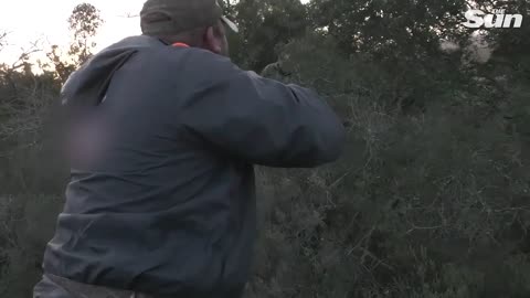 Shocking moment 2,000lb buffalo FLIPS hunter & punctures leg amid bullet barrage