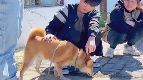 Chinese Pastoral dog Bing Bing graduated, his good friend Yongqiang came to see him off.