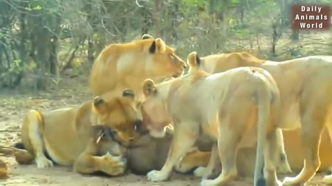 Wild animals fight strongest lion vs warthog fight -- Animal attacks