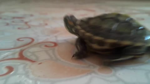My cute red eared slider turtle 😊😊