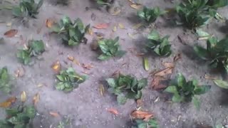 Planta mini espada de são jorge no jardim botânico, maravilhosas [Nature & Animals]
