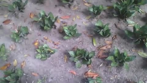 Planta mini espada de são jorge no jardim botânico, maravilhosas [Nature & Animals]