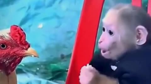 🤪🤪The Funniest Animals 😂: The Ultimate Funny Monkey and Hen 😻🐶 Part 1