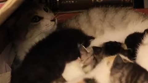 The Moment The Mother Cat Returned To Her Cubs Really Touched Us,