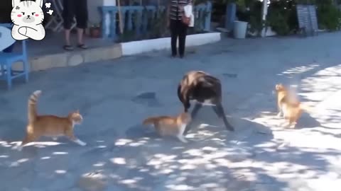 cats worked together to defeat dogs # gangster cat part -1