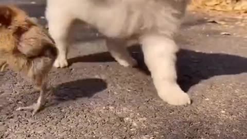 Adorable Puppy Trying to Play With His Chick