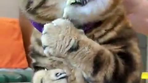Kitten gets intense bursts of energy right for food