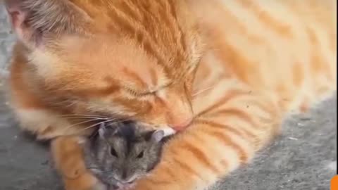 Real-Life Tom and Jerry: Adorable Duo's Hilarious Antics!