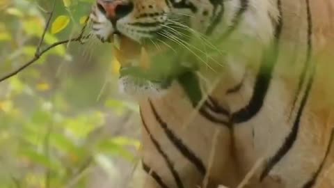 --Attitude Tiger Whats_App Status Video_--Wildlife