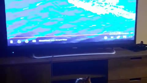 Cat watching nature videos