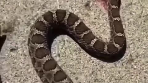 Decapitated Snake 🐍 Bites 🫦 Its Own Tail!! 🤯