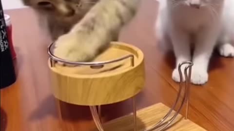 Funny cats video compilation 😂🤣