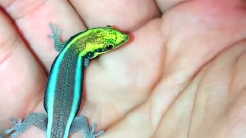 Little Neon Lygodactylus Williamsi