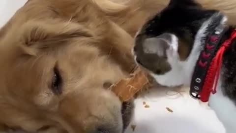 Dog And Cat Funny video
