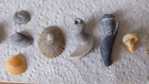 Seashells haul from an Australian beach | Rocks and shells shaped by the sea | Collection