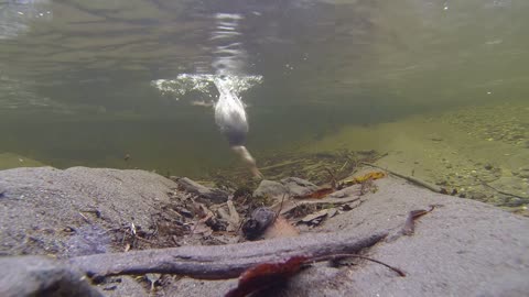 Merganser Duck Diving Bird Animal Water Wildlife