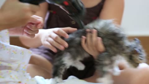 Little Asian girls drying Persian kitten in towel after washing