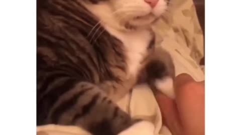 He is upset cat