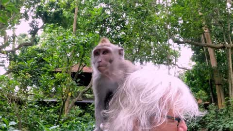 Cheeky monkey makes itself at home on woman's head