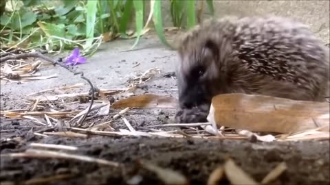 Cute Little Hedgehogs