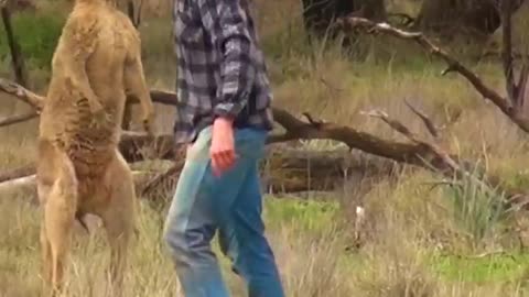 Rescue pup from kangaru fight amazing