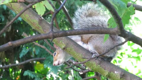 Agitated grey squirrel call