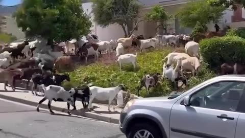 A large herd of goats took over a street