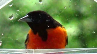 Oriole