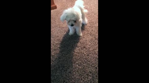 Teaching a puppy about getting treats